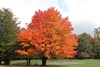 Maple Tree