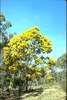 Daylesford Health and Fitness Coach Wattle Tree